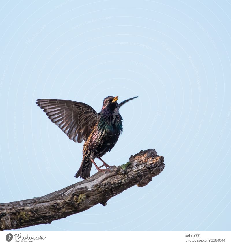 mating star Nature Spring fever Deserted Colour photo Exterior shot Environment Sky Bird Starling Ornithology Sing performing courtship display Grand piano