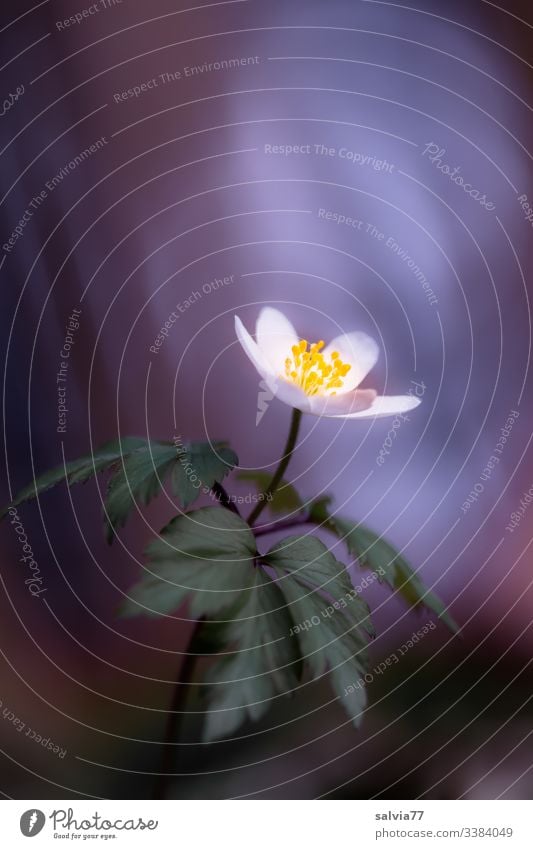 wood anemone Flower Nature Blossom Plant Green White Exterior shot Macro (Extreme close-up) Deserted Spring Shallow depth of field Colour photo Blossoming Day