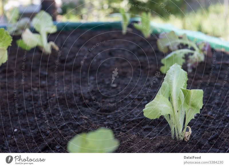 Planting lettuce at home in tall pots agriculture allotment arrangement background bio close up container cool background copy spaces courgette cultivating