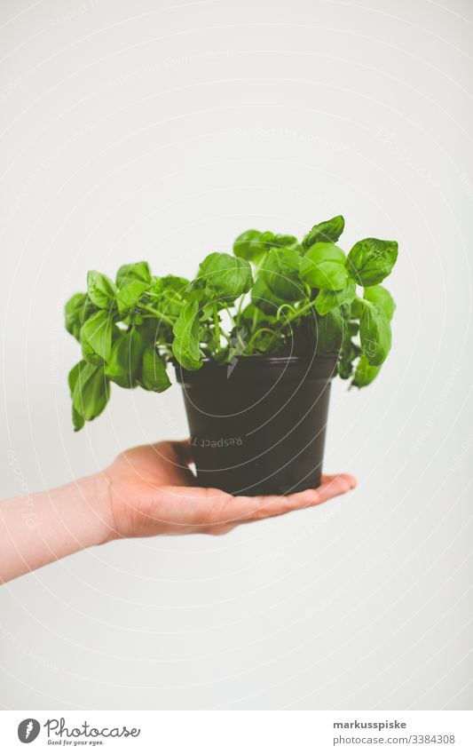 Boy holding a pot of fresh organic basil biography heyday Breed breeding controlled agriculture Farmers market Food garden radish Horticulture locavore Organic