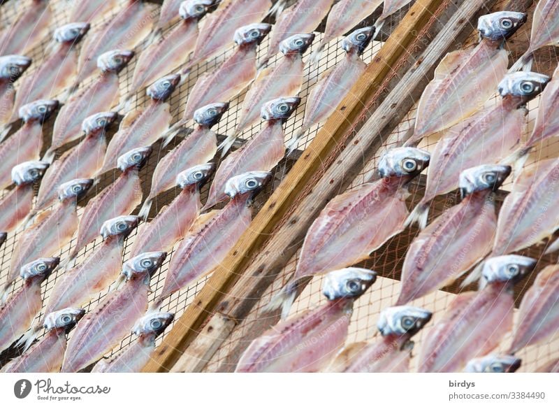 Fish (sardines) lie on a drying rack for drying, for further use as dried fish for funds, sauces etc. Dried fish Dry Fishery Nutrition Seafood Colour photo Food