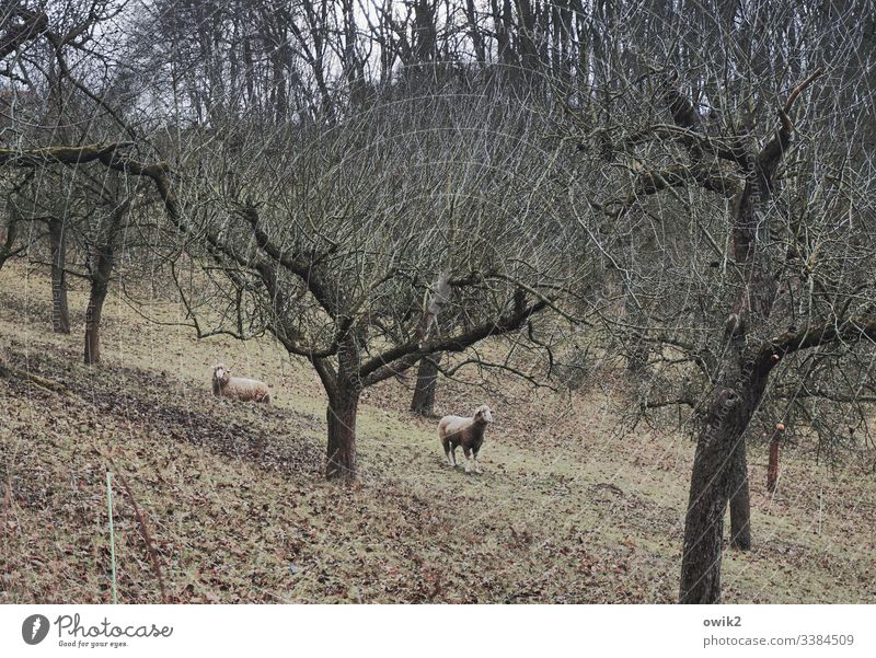 Sheep's brother out Nature trees Meadow paddock sheep tranquillity sedentary standing Responsibility Landscape Deserted Relaxation Grass Animal Farm animal