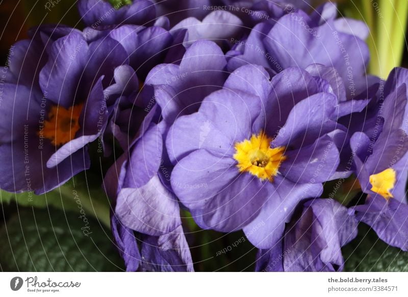 Primrose purple Macro (Extreme close-up) Detail Sunlight Light Day Life Interior shot Deserted Colour photo Joy Optimism Plant Spring Beautiful Spring fever