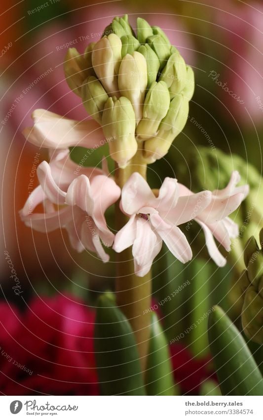 Hyacinth pink Macro (Extreme close-up) Sunlight Central perspective Light Shallow depth of field Detail Pink Day Life Optimism Plant Fresh Blossoming Natural