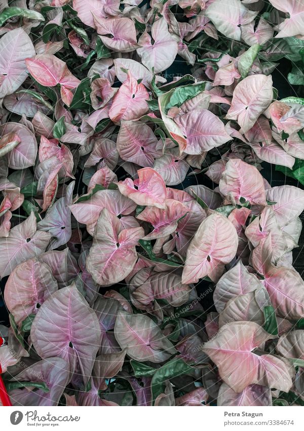 Pink green plants Houseplants Bird's-eye view Shallow depth of field Contrast Pattern Macro (Extreme close-up) Detail Close-up Colour photo Red Pot plant Leaf