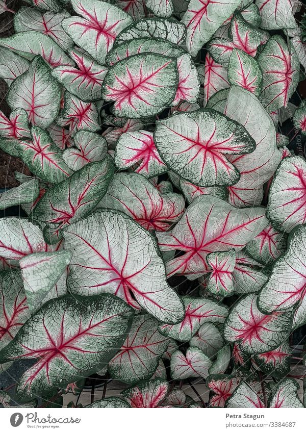 Tropical indoor plant and white and pink Central perspective Shallow depth of field Reflection Contrast Macro (Extreme close-up) Detail Close-up Exterior shot