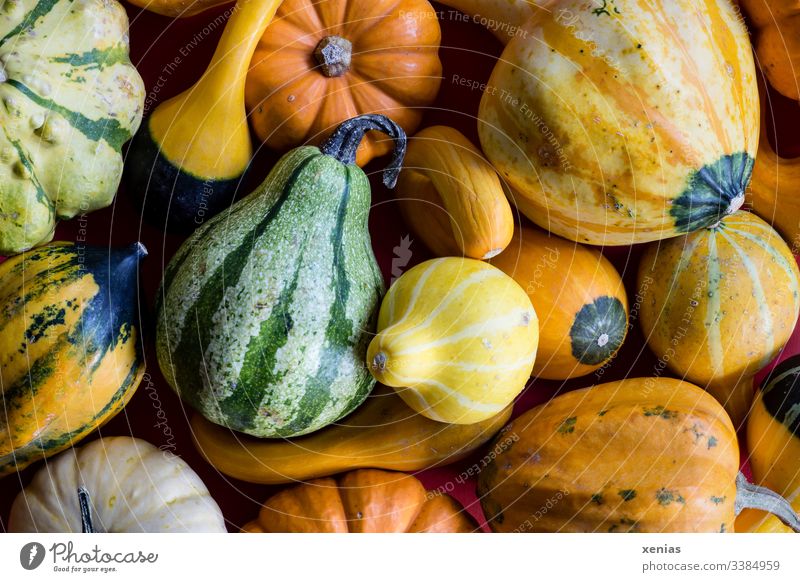 Decorative pumpkins in yellow, green and orange Pumpkin ornamental pumpkin Green Yellow Orange fruits Autumn Decoration Thanksgiving Hallowe'en Nature seasonal