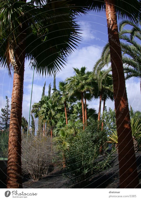 palm Palm tree South Vacation & Travel Nature