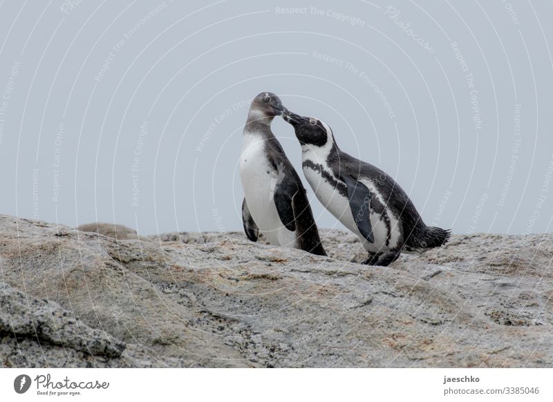 Penguin feeding young animal Web-footed birds Boulders Beach South Africa animals Wildlife Feeding Mother Bird Wild animal Nature Animal portrait Coast