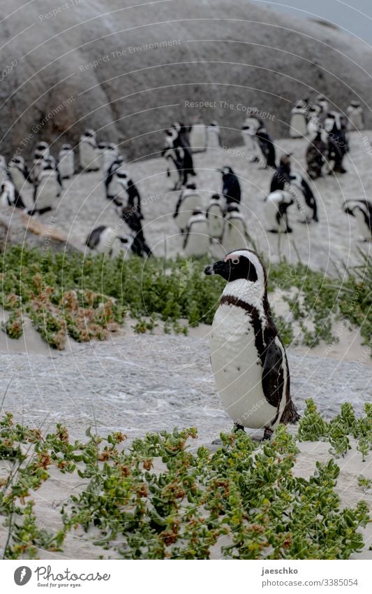 Penguins on the beach Web-footed birds Boulders Beach South Africa animals Wildlife Bird Wild animal Nature Animal portrait Coast threatened endangered species