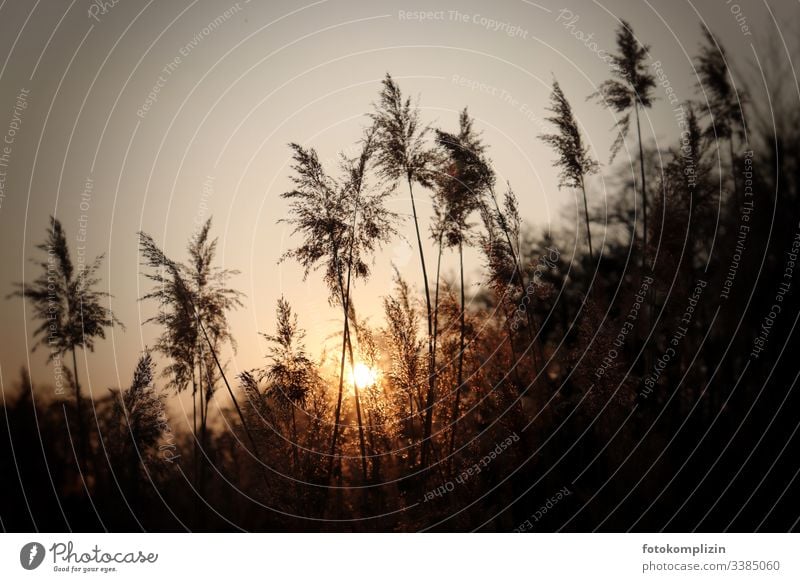 Grass fronds in setting sunlight grass fronds Bamboo grass Pampas grass late summer reed reed grass Common Reed evening light sunset mood Dreamily Nature Plant