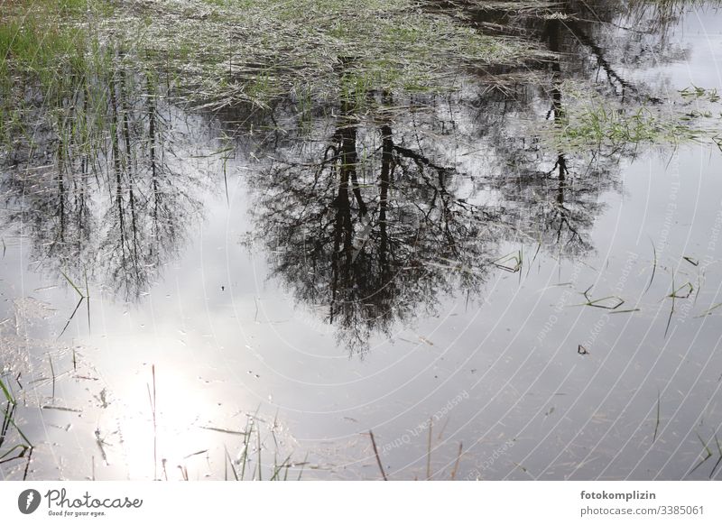 Tree reflection in pond Reflection in the water Light reflection Pond Trees in the lake Trees in the water trees Lakeside Seaweed steamy Marsh Spring Spring day