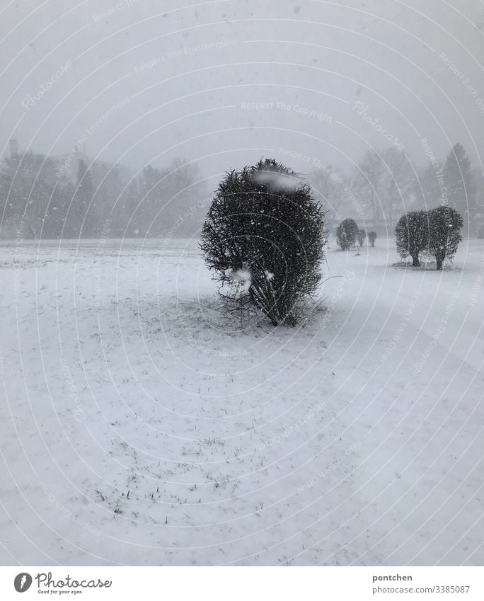 snow-covered landscape snowflakes Motion blur Snow Landscape Tree Meadow Ground White Fog Grass Covered Gray Deserted Exterior shot Cold Winter Nature Frost