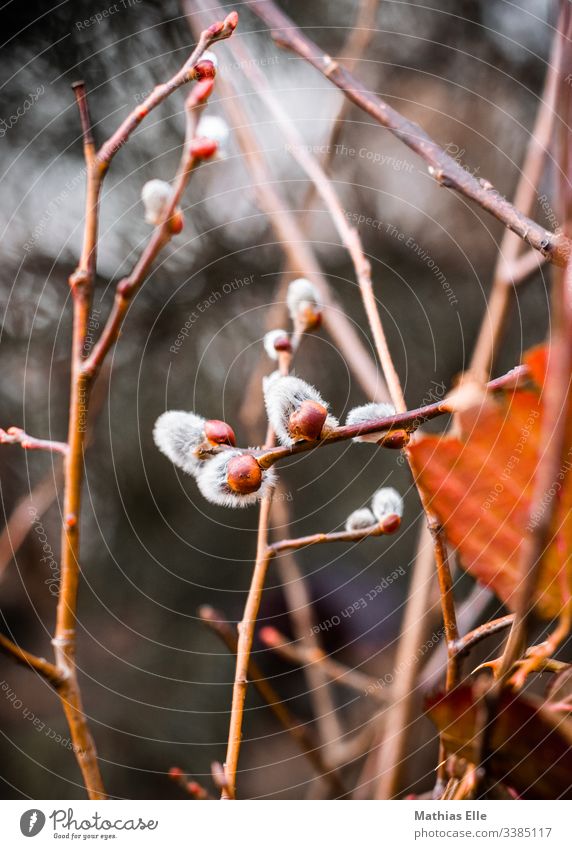 willow catkin Catkin spring Plant Colour photo Soft Willow tree Nature Blossoming Exterior shot Branch bushes Twig bleed Deserted Delicate White Close-up Bud