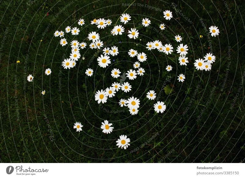 Flower stars on dark meadow Daisy flowers Flower meadow Spring blossoms Spring flower Meadow flower Flowers for children Exterior shot Nature Blossoming