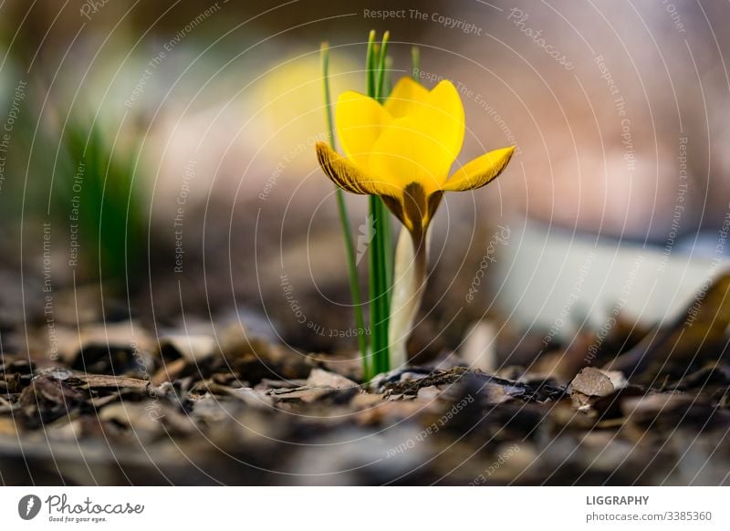 The yellow crocus!!! Crocus Spring Plant Blossom Exterior shot Blossoming Deserted Flower Nature Colour photo Close-up Garden Leaf Macro (Extreme close-up)