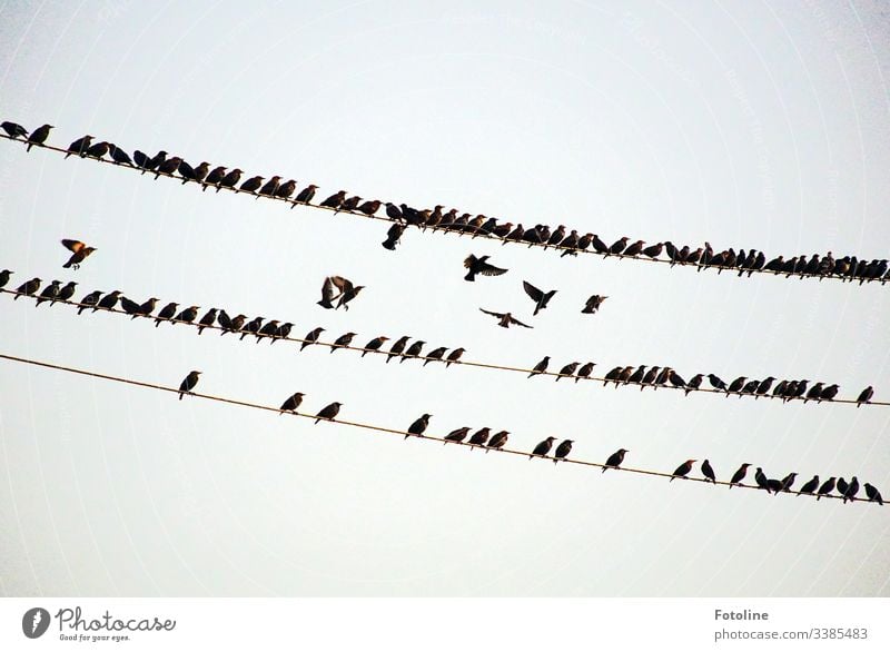 Flock of birds on high voltage lines Animal Nature Exterior shot Day Wild animal Environment Deserted Natural Flying Sky Free Freedom Air Copy Space top