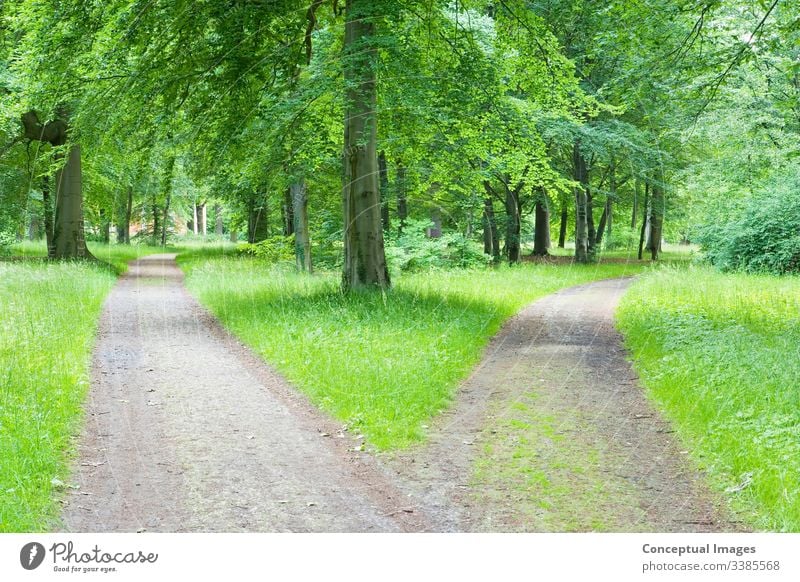 Fork in pathway through a wood choice connection country decisions direction footpath forest forked road green ideas mystery nature park scenics summer