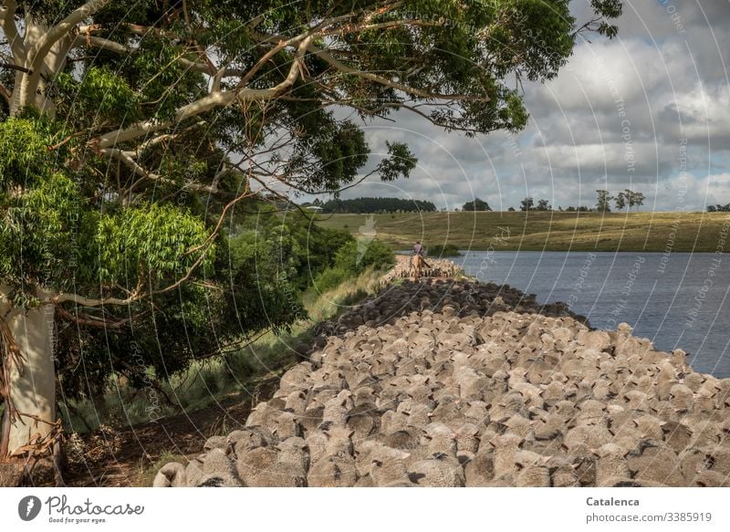 Much more sheep on horseback, along a reservoir Rider Horse Sky Summer Clouds Lakeside Animal Nature Flock Landscape Day daylight off Eucalyptus tree Grass