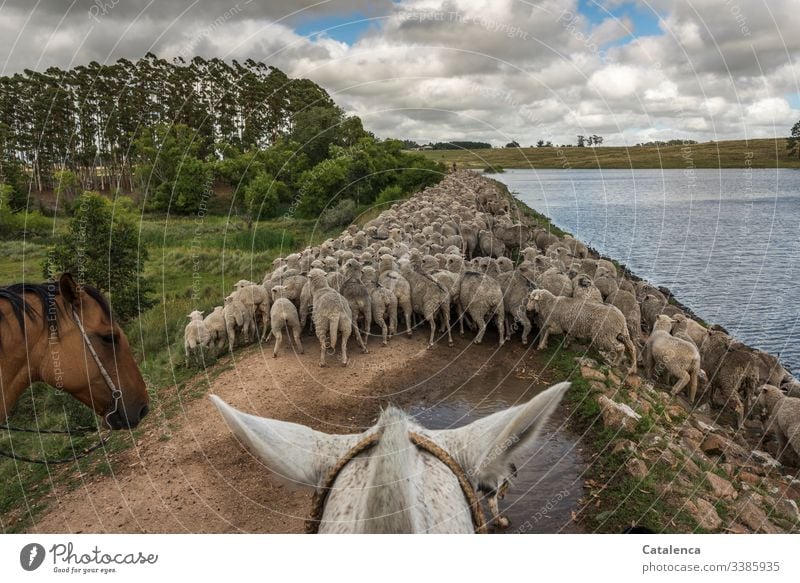 And drive more sheep on horseback, along a reservoir Rider Horse Sky Summer Clouds Lakeside Animal Nature Flock Landscape Day daylight off Dog Eucalyptus tree