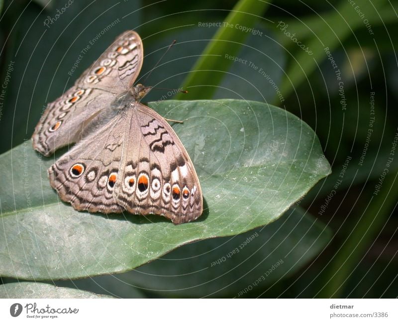 butterfly Butterfly Animal Nature