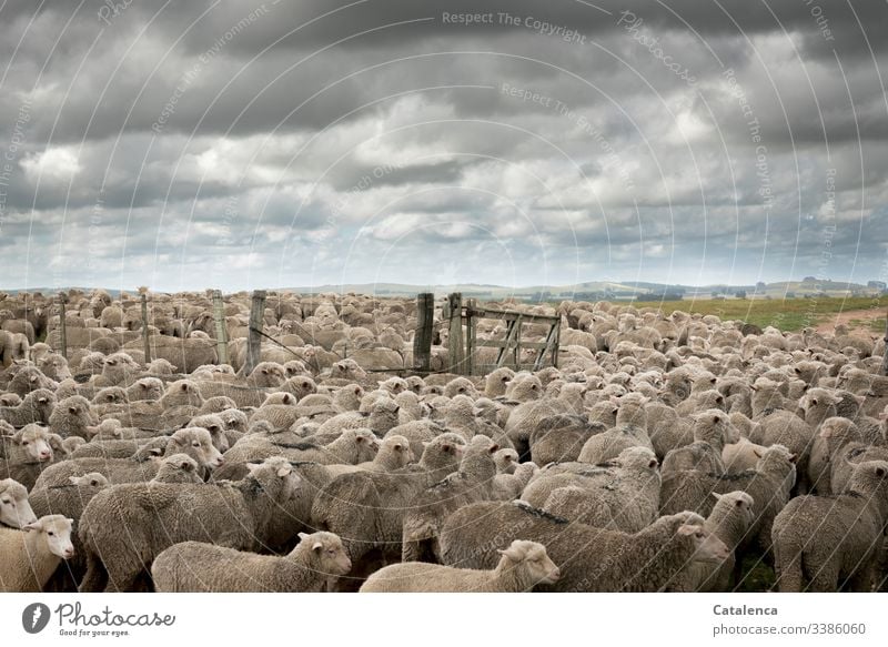 Consumer terror | Intensive animal husbandry fauna animals Farm animals sheep Flock Keeping of animals Intensive stock rearing Herd Landscape Horizon Clouds Sky