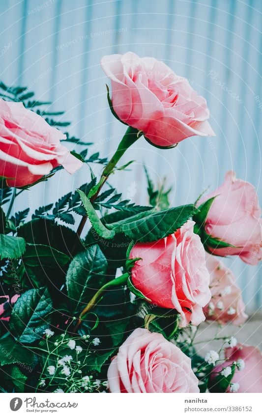 Beautiful bouquet of pink roses against blue wall spring background wedding decoration fresh freshness coral gift valentine valentine's day floral in bloom