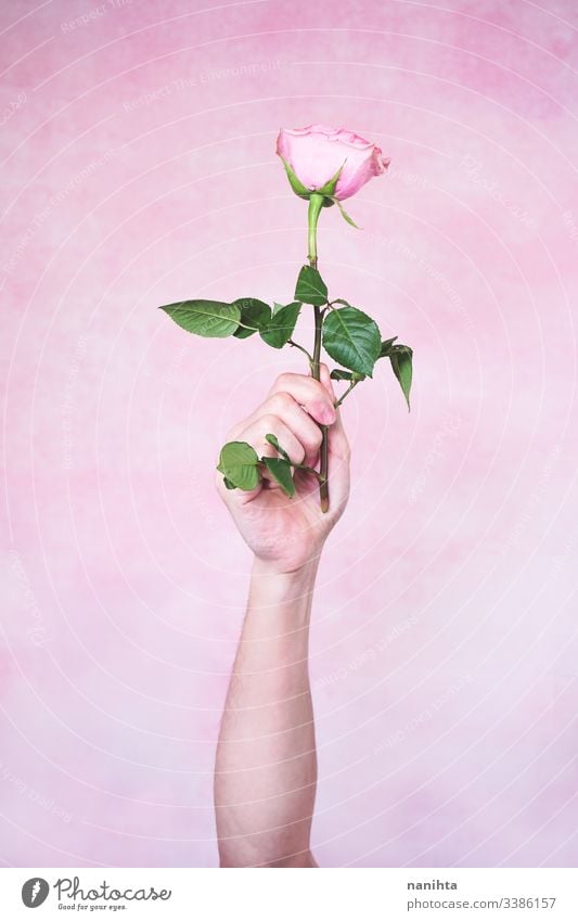 Man's hand holding a pink rose male new masculinity maschile man arm delicate fragile mood moody sensive sensitive touch soft pink color gender role flat