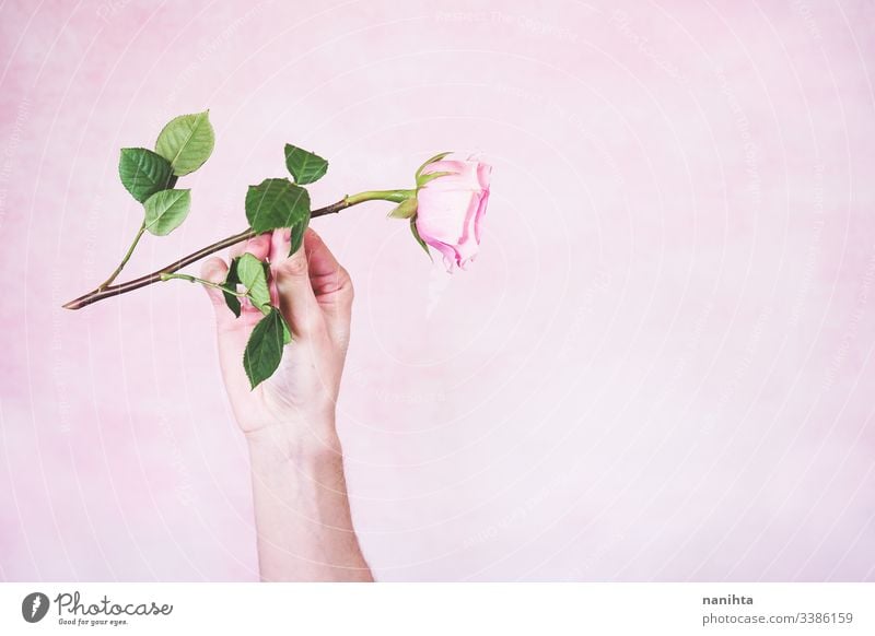 Man's hand holding a pink rose male new masculinity maschile man arm delicate fragile mood moody sensive sensitive touch soft pink color gender role flat