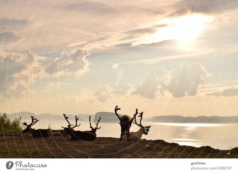 Reindeer Victory - Relaxed group of reindeer over the fjord in Scandinavia Vacation & Travel Animal Exterior shot Deserted Day Animal portrait Lifestyle