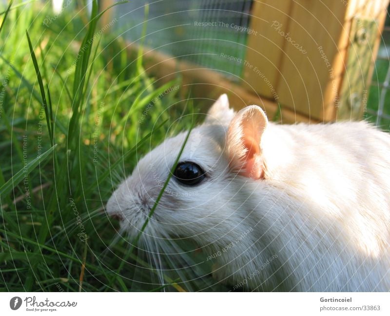 Asfaloth R.I.P. Garden Nature Animal Summer Grass Meadow Pet Mouse Animal face Pelt Mongolian gerbil Green White Whisker Button eyes Enclosure Mammal Odor Cute