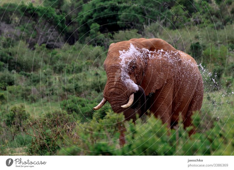 Elephant in South Africa splashes itself with water Wild animal Bull elephant wildlife Safari Animal portrait Nature Savannah Exterior shot Inject Trunk