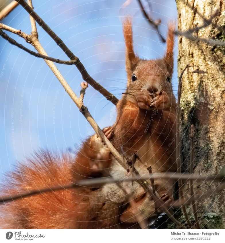 Eating squirrel in a tree Squirrel Forward Looking into the camera Front view Animal portrait Portrait photograph Sunbeam Contrast Shadow Light Day