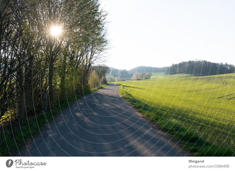 Way to go for a walk To go for a walk Lanes & trails Spring Sun Sunlight Hope time-out Serene free time