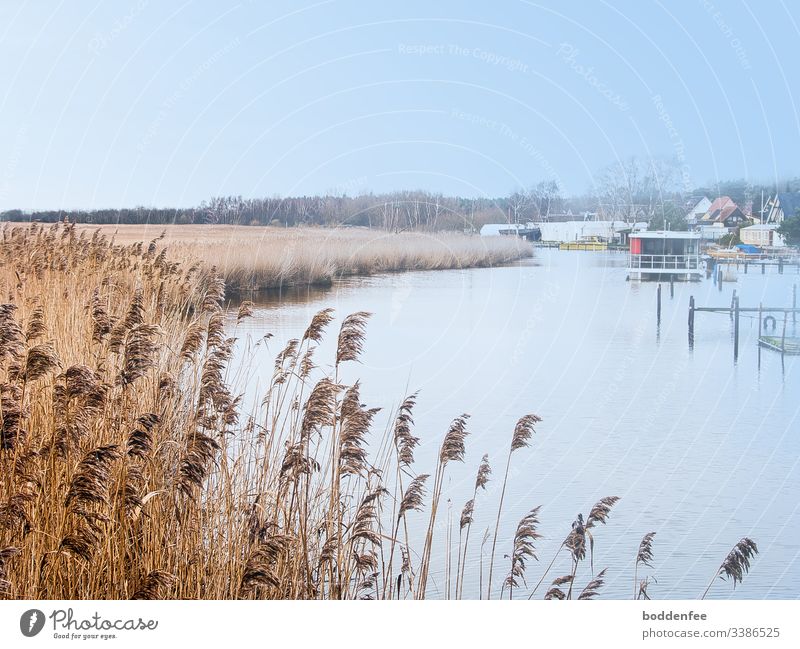 Schilf im Winter am Fluss kalt Ruhe