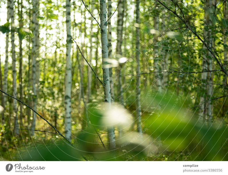 Birch forest in Finland Forest Tree Nature green Wood Landscape Water Sun birches Autumn Summer Spring pine Leaf Sunlight Park Environment Marsh Light Fog River