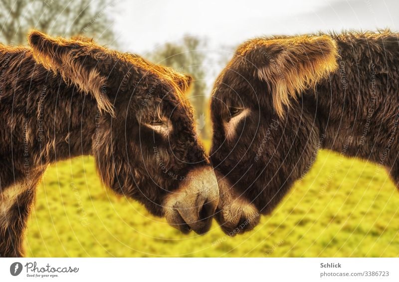 Two Poitou donkeys look each other in the eyes Donkey 2 Couple Love Affection Staring Mammal Pelt Brown Back-light tender animal portrait Long-haired contact