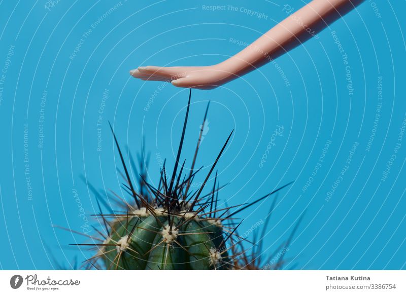 doll hand touches the cactus spines close-up. blue background with copy space plant concept toy child model object pattern green fun dangerous composition sharp