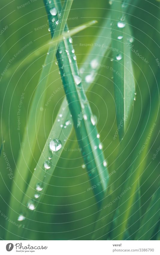 wet grass Nature Grass Meadow Detail Green Exterior shot Foliage plant Macro (Extreme close-up) soaking wet water Botany Plant Wet Fresh Water Beautiful