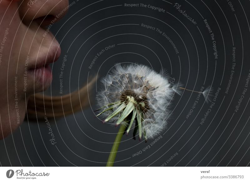 Dandelion Detail Flower Nature Emotions Day Neutral Background Copy Space top Close-up Exterior shot Colour photo Blow Transience Environmental protection Dream