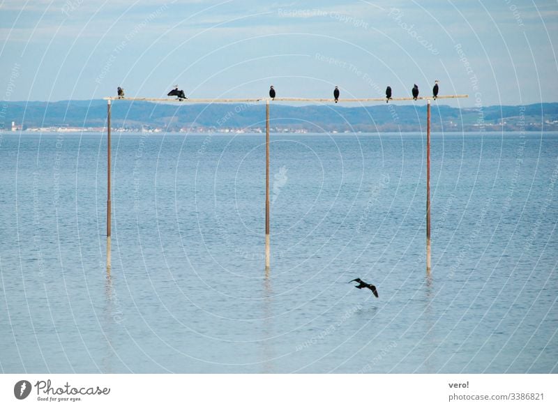 Birds at the lake Landscape Lake Water Nature Colour photo Destination Deserted Exterior shot Horizon Blue Maritime Beautiful weather Reflection Flying Observe