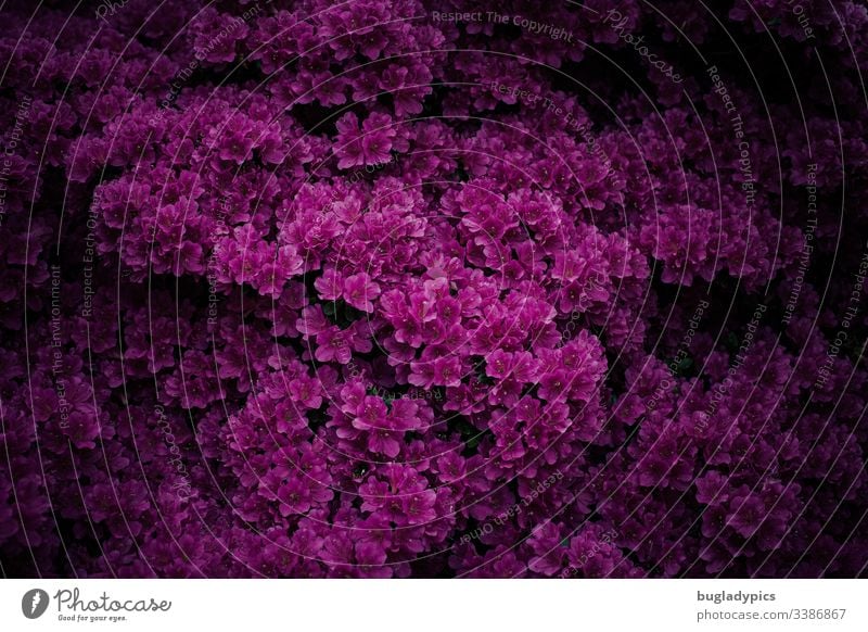 Purple azalea bush with dark background (lowkey) Plant Azalea Nature Blossom Garden Garden plants Shade plant pink Magenta sea of blossoms purple nature