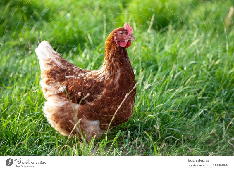 Brown chicken on green meadow hen Bird Meadow Keeping of animals Organic produce Organic farming Barn fowl Animal portrait Farm Exterior shot Colour photo