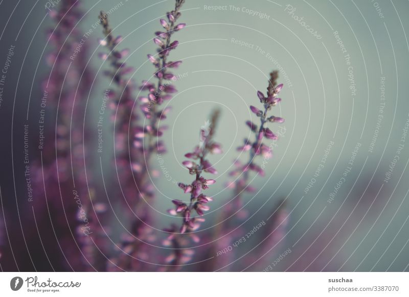 plant twigs in front of a blurred grey-green background Plant Twig shrub Ornamental plant herbs Pot plant Close-up Deserted Detail broom heathen heather Flower