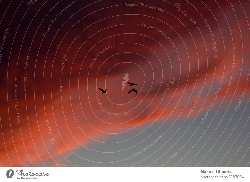 The silhouette of three birds flying with the sunset behind them with red clouds freedom calmness foreground magnificent tranquility heaven team recreational