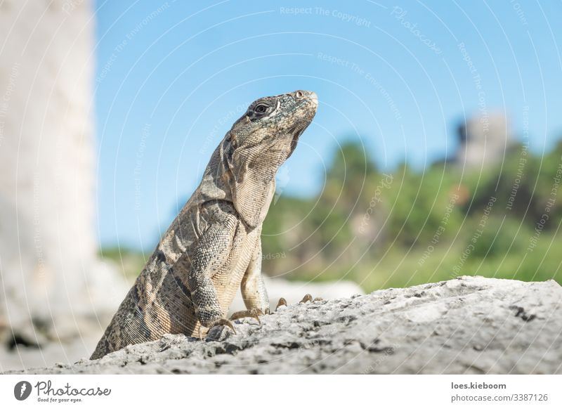 Iguana proudly posing in ruins of Tulum, Mexico iguana reptile mexico tulum pose tropical wildlife attitude animal caribbean mexican travel yucatan beautiful