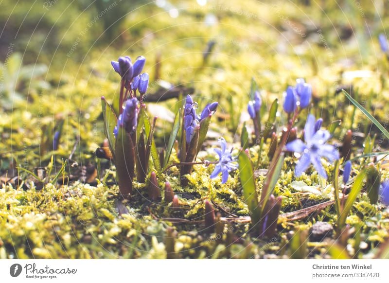 Bluestars and moss in the sunshine Spring Spring flowering plant bulb flower Nature Flower Exterior shot Blossom Shallow depth of field Deserted Colour photo