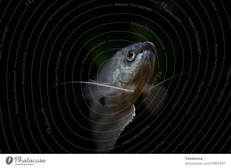 Blue aquarium fish (dotted gourami) stands out against the dark background Deserted Close-up Colour photo Fish Black pretty Animal 1 be afloat Aquarium Gourami