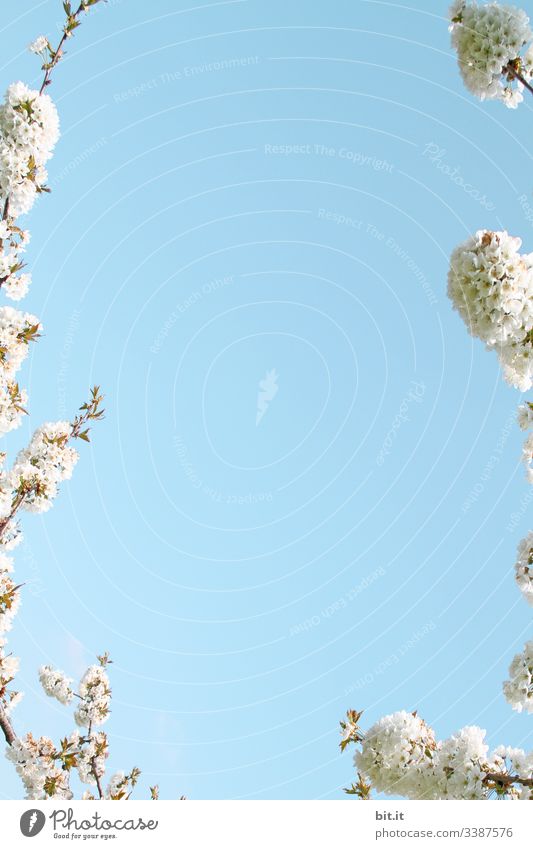 White blossoms of the cherry tree frame the blue sky and awaken spring feelings. Blossom Plant Tree Cherry blossom Cherry tree Spring Sky Horizon Frame Joy