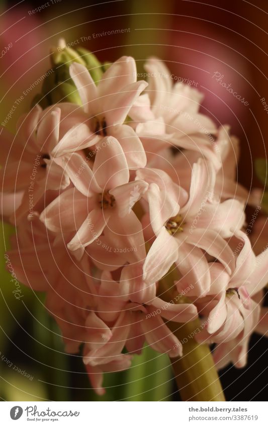 Hyacinth pink Beautiful weather Close-up Natural Nature Growth Hyacinthus Blossoming Joie de vivre (Vitality) Happiness Fresh Flower Friendliness Plant Spring